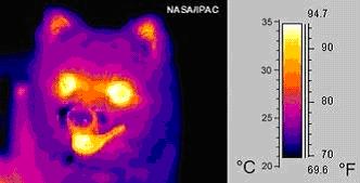 Image of a small dog taken in mid-infrared ('thermal') light (false color)